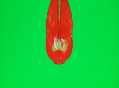 Red Kite.  21 x 30cm